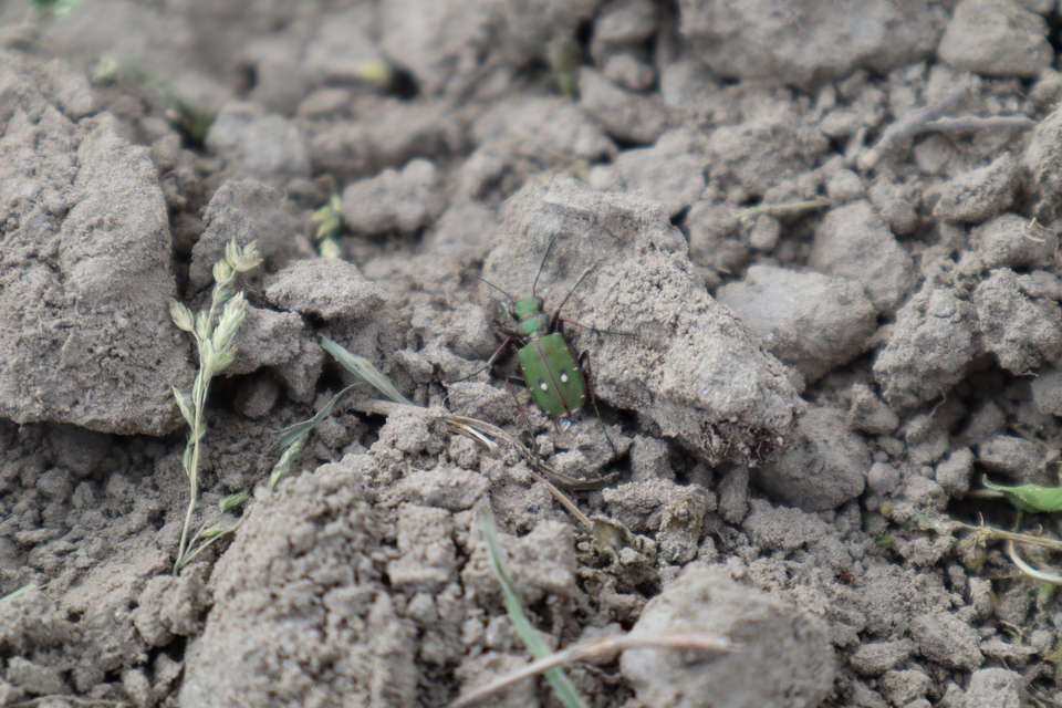 Cicindela campestris - mezei homokfutrinka