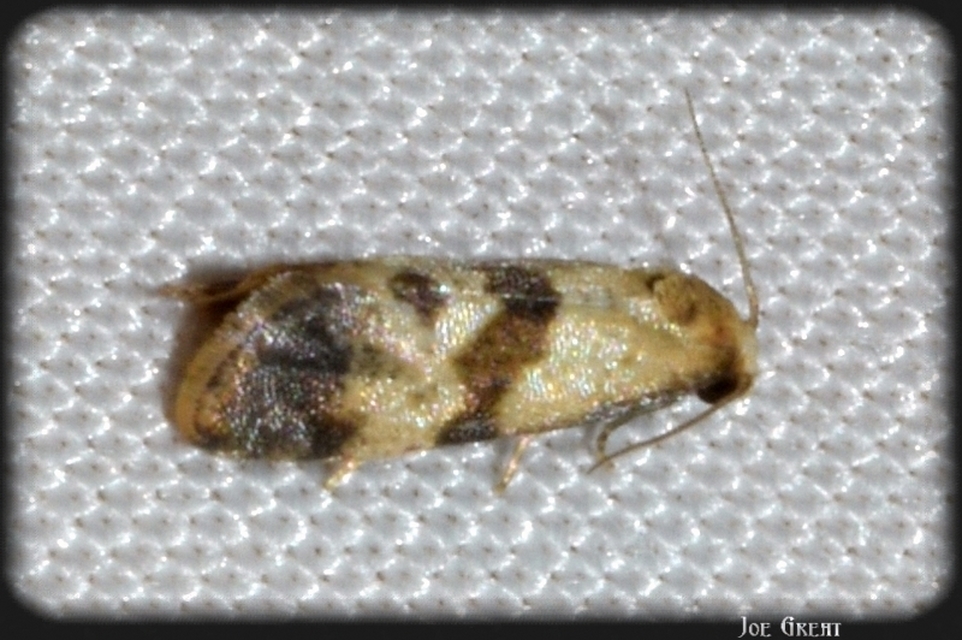 Phalonidia contractana - pipitér-fúrómoly