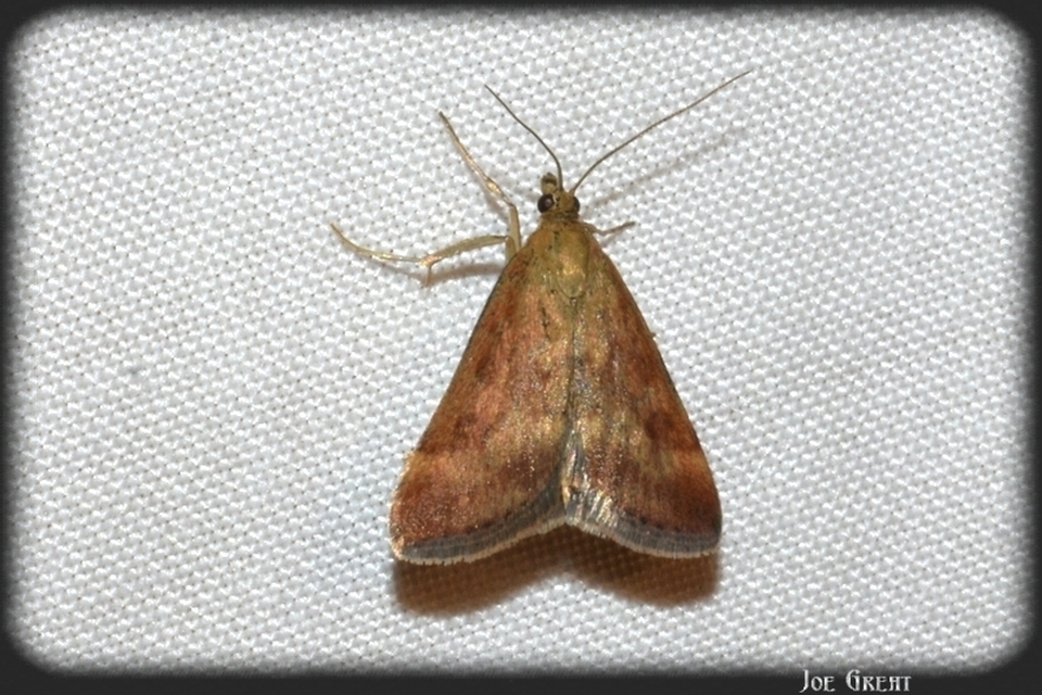 Pyrausta despicata - réti bíbormoly