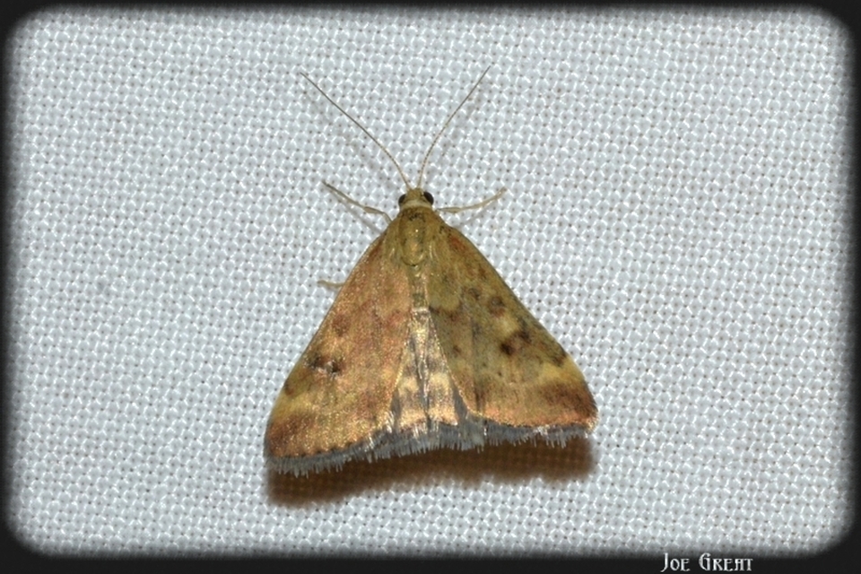 Pyrausta despicata - réti bíbormoly