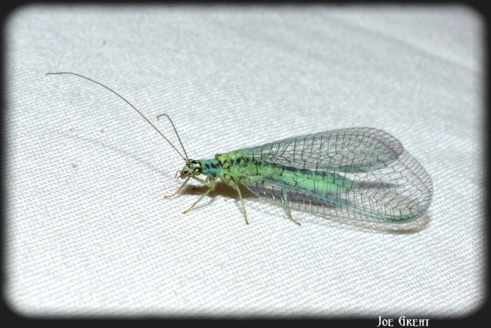 Chrysopa perla - aranyszemű fátyolka