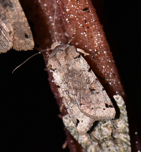 Anchoscelis litura - tarka őszibagoly