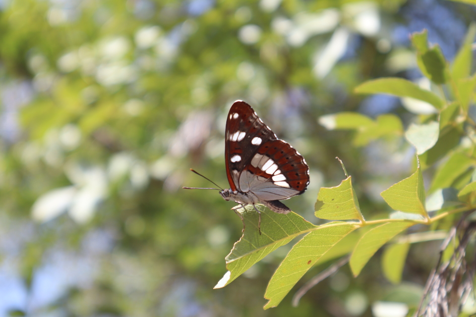 Limenitis reducta - kék lonclepke
