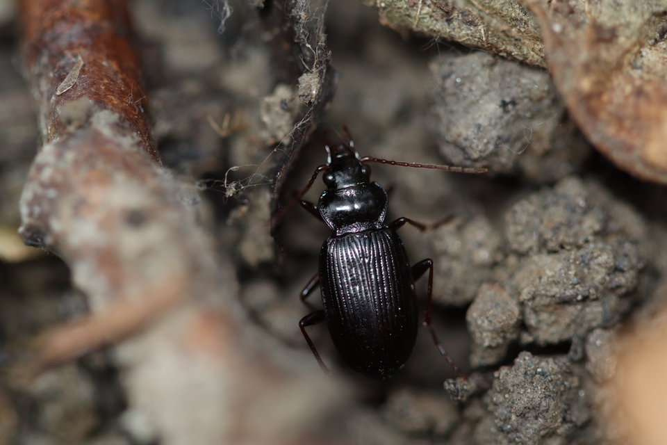 Nebria brevicollis - rövidnyakú partfutó