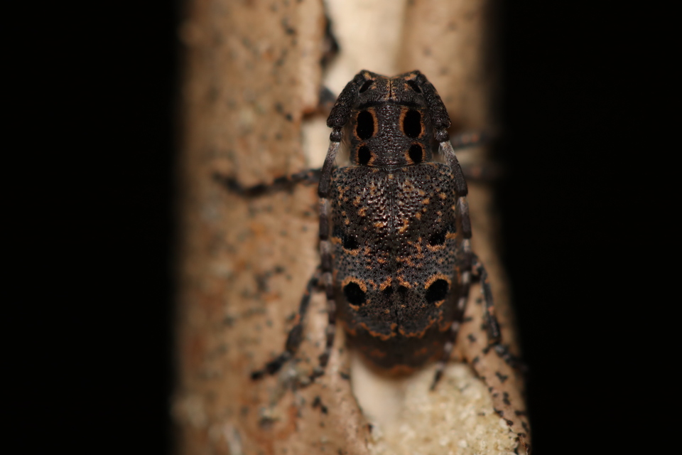 Mesosa curculionoides - szemfoltos cincér