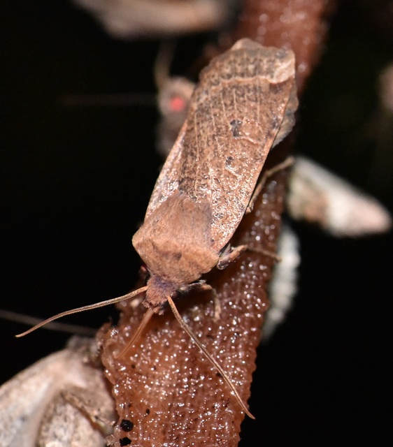 Conistra veronicae - veronika-őszibagoly