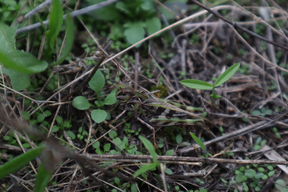Oedaleus decorus - szalagos sáska