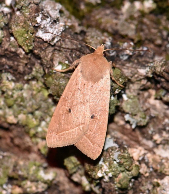 Leptologia macilenta - gyertyán-őszibagoly