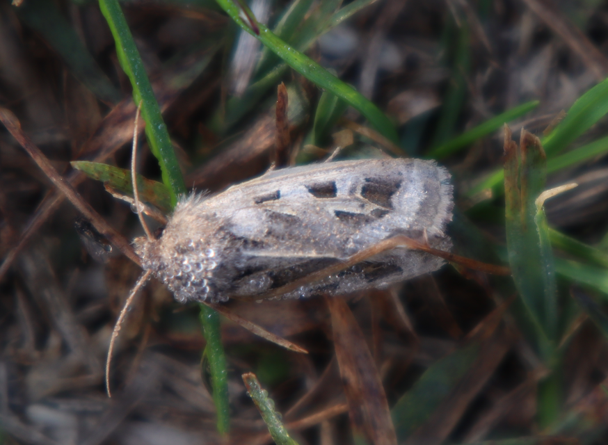 Episema glaucina - fogasjegyű liliombagoly