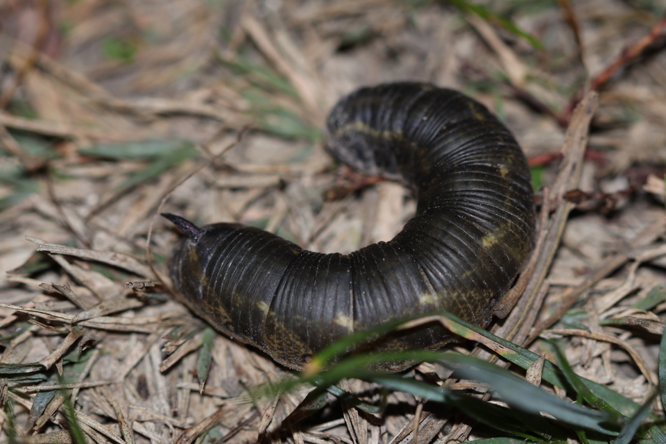 Agrius convolvuli - szulákszender