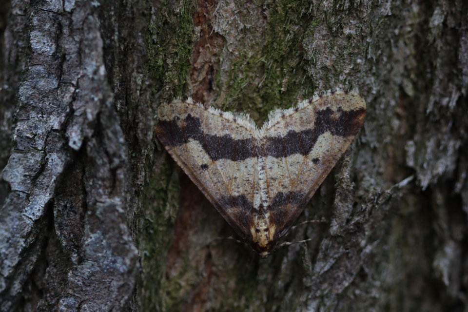 Erannis defoliaria - nagy téliaraszoló
