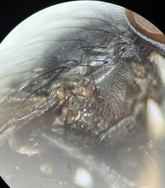 Calliphora vicina - kék dongólégy