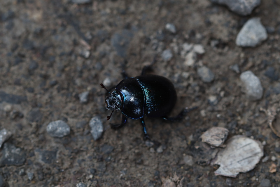 Trypocopris vernalis - tavaszi álganéjtúró
