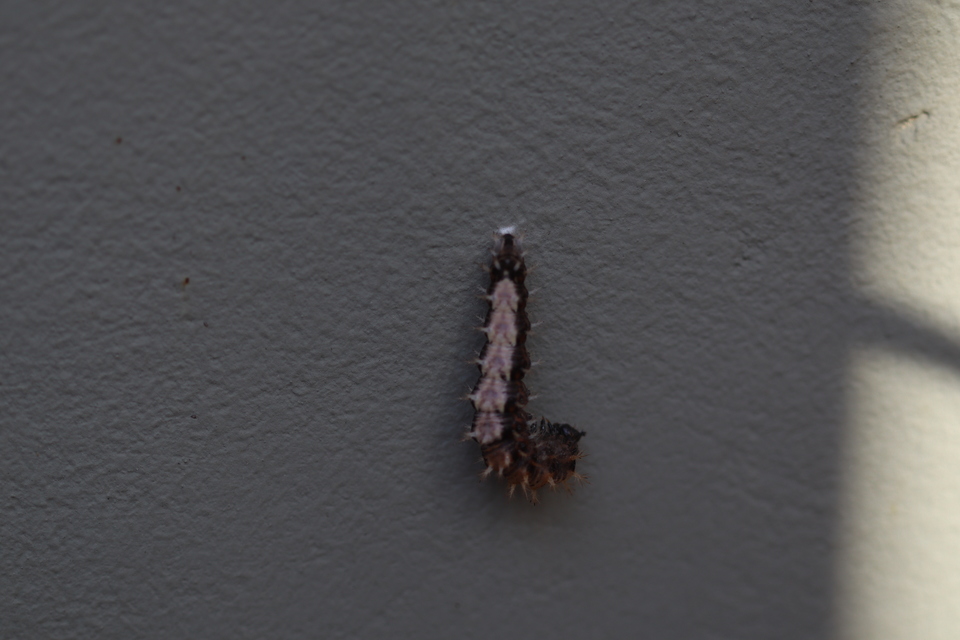 Nymphalis c-album - C-betűs lepke