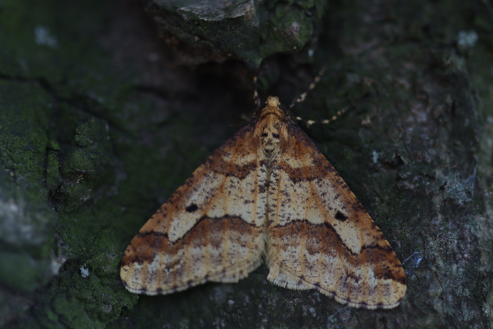 Erannis defoliaria - nagy téliaraszoló