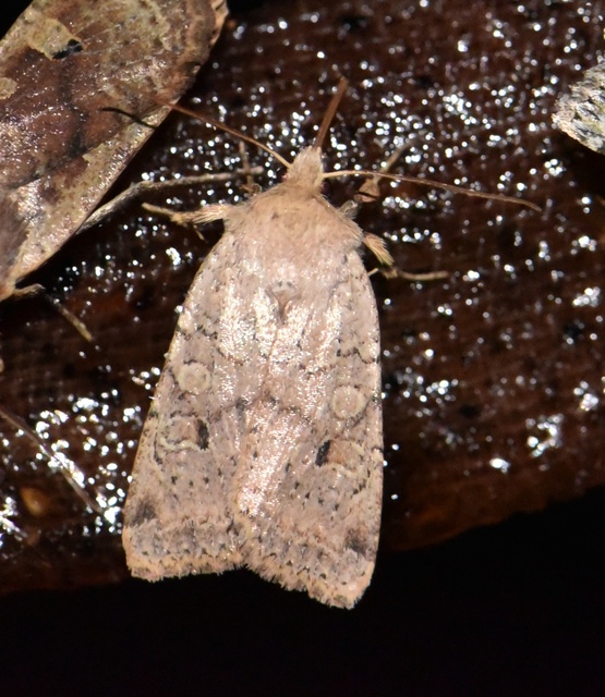 Propenistra laevis - könnyű őszibagoly