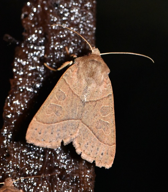 Mesogona acetosellae - madársóskabagoly