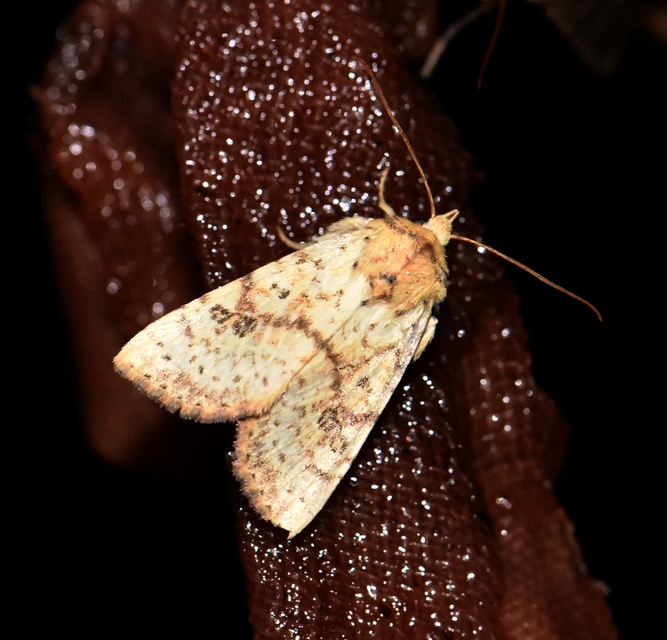 Tiliacea sulphurago - kénes sárgabagoly