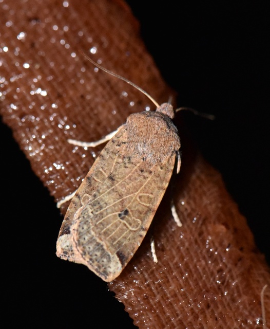 Conistra veronicae - veronika-őszibagoly