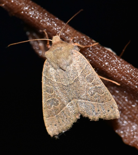 Mesogona acetosellae - madársóskabagoly