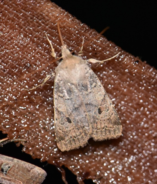 Propenistra laevis - könnyű őszibagoly