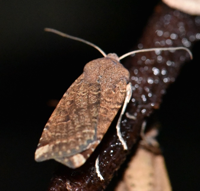 Conistra veronicae - veronika-őszibagoly