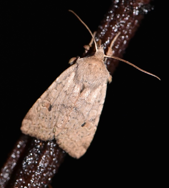 Propenistra laevis - könnyű őszibagoly