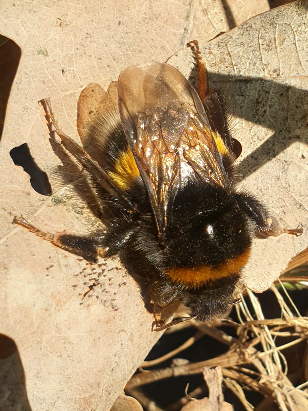 Bombus terrestris - földi poszméh