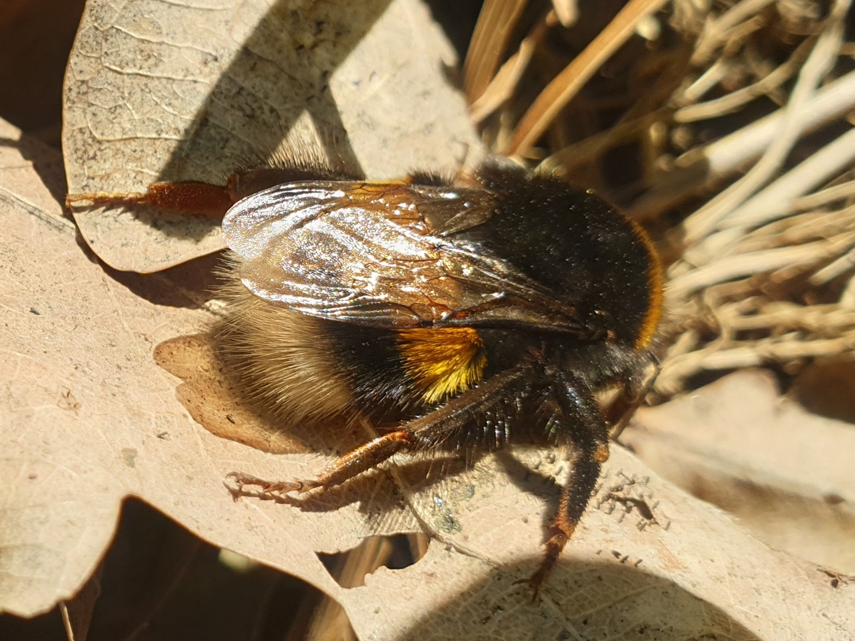 Bombus terrestris - földi poszméh