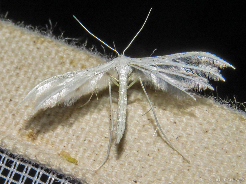 Pterophorus pentadactyla - fehér tollasmoly