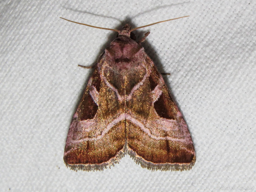Eucarta virgo - mocsári ametisztbagoly