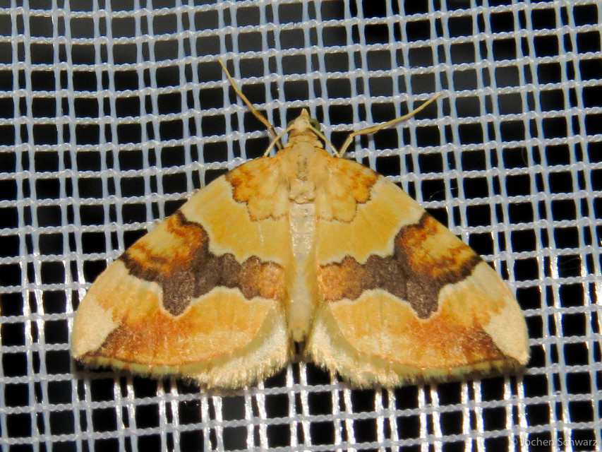 Cidaria fulvata - rózsaaraszoló