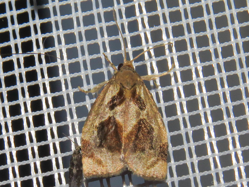 Archips crataegana - cseresznyeilonca