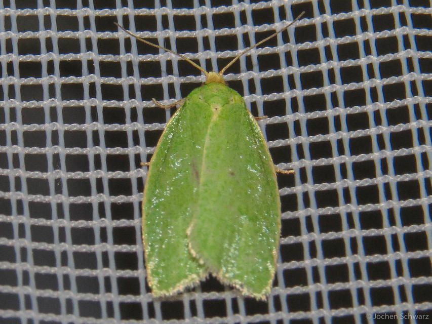 Tortrix viridana - tölgyilonca