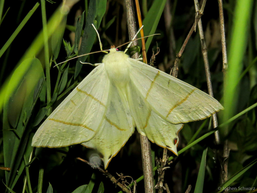 Ourapteryx sambucaria - fecskefarkú araszoló