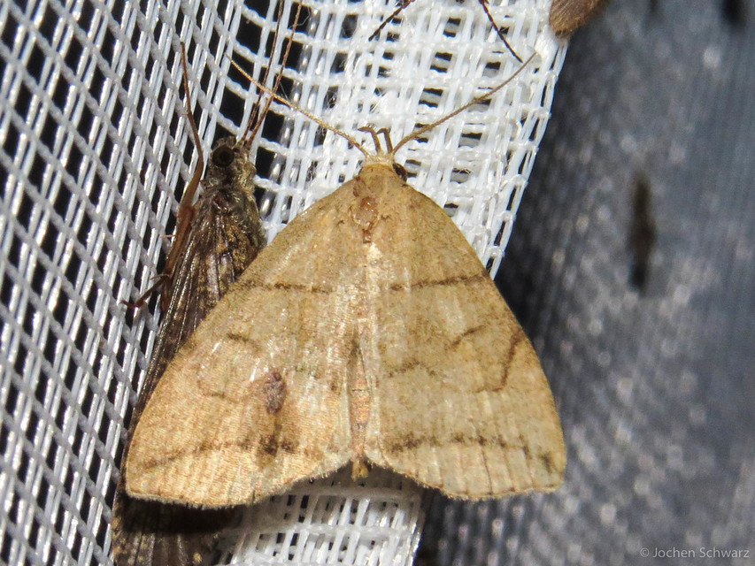 Herminia grisealis - ligeti karcsúbagoly