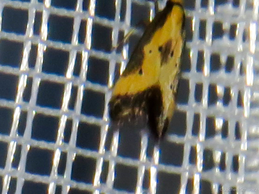 Brachmia dimidiella - citromkocsord-lápimoly