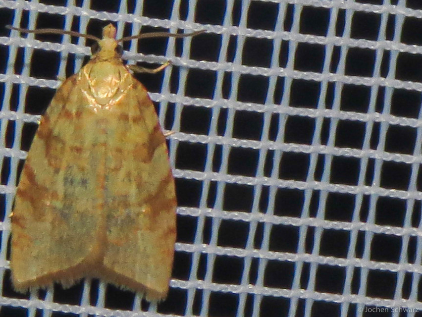 Aleimma loeflingiana - tölgylevél-sodrómoly Aleimma loeflingiana - tölgylevél-sodrómoly