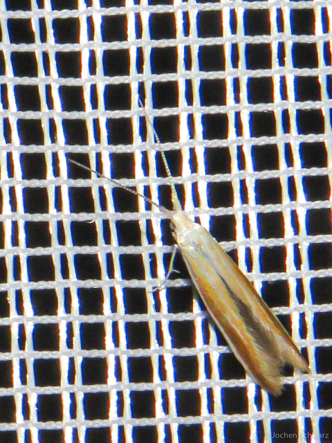 Coleophora