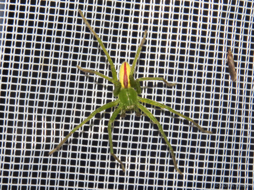 Micrommata virescens - hunyópók