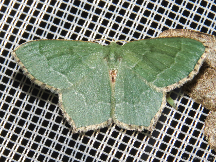 Hemithea aestivaria - nyír-zöldaraszoló