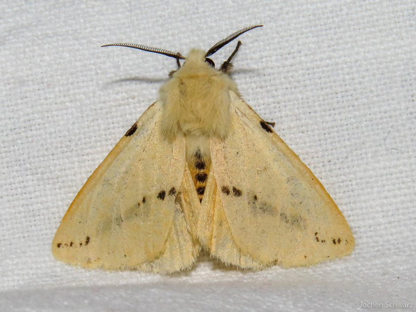 Spilarctia lutea - sárgás medvelepke