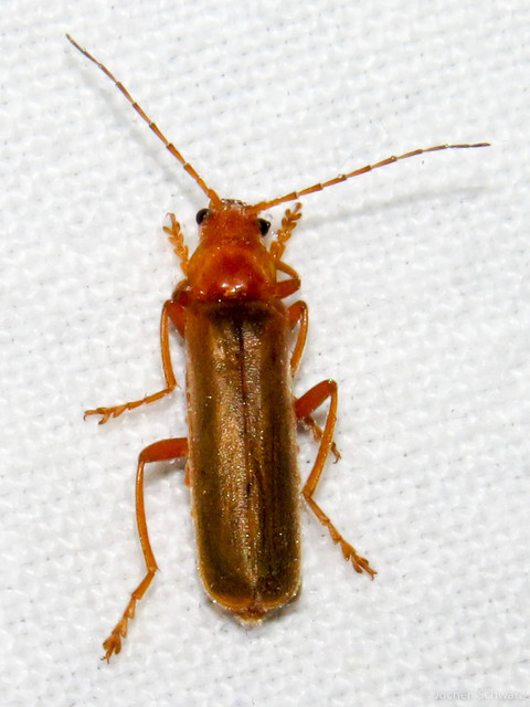 Cantharis rufa - rőt lágybogár