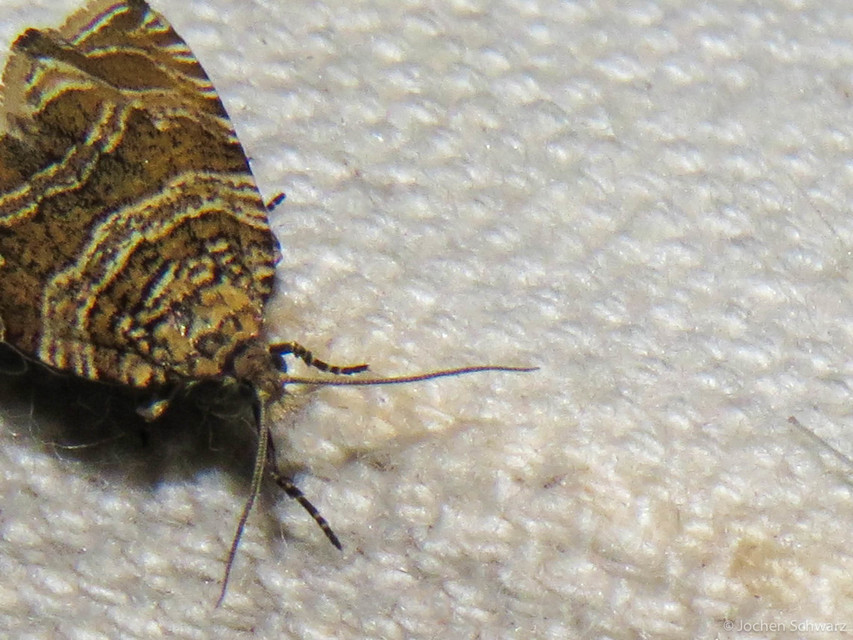 Celypha rivulana - dudvasodró tükrösmoly