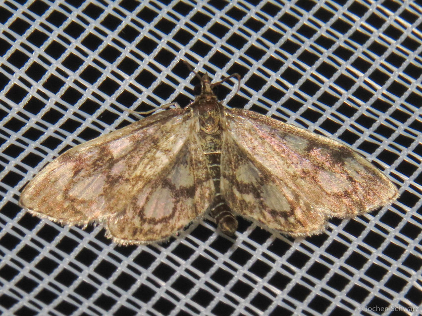 Anania coronata - koronás dudvamoly