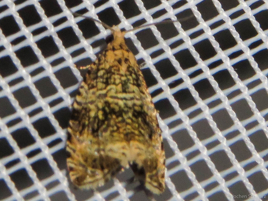 Celypha lacunana - vízparti tükrösmoly