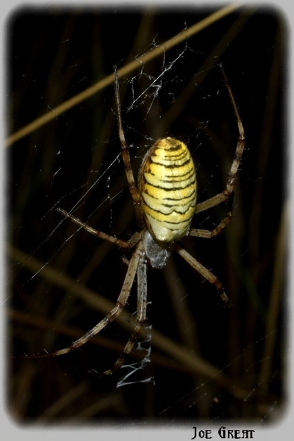 Araneae - Pókok
