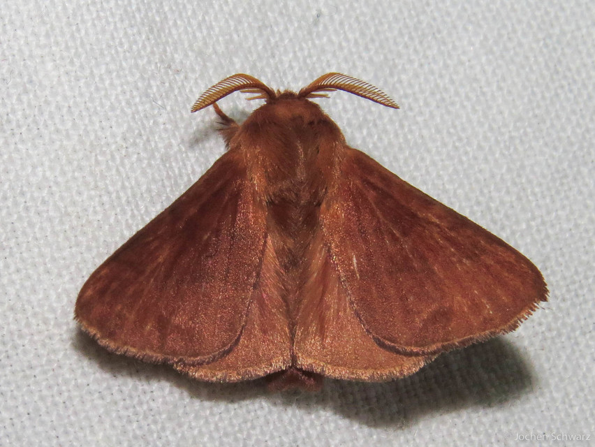 Malacosoma neustria - gyűrűsszövő