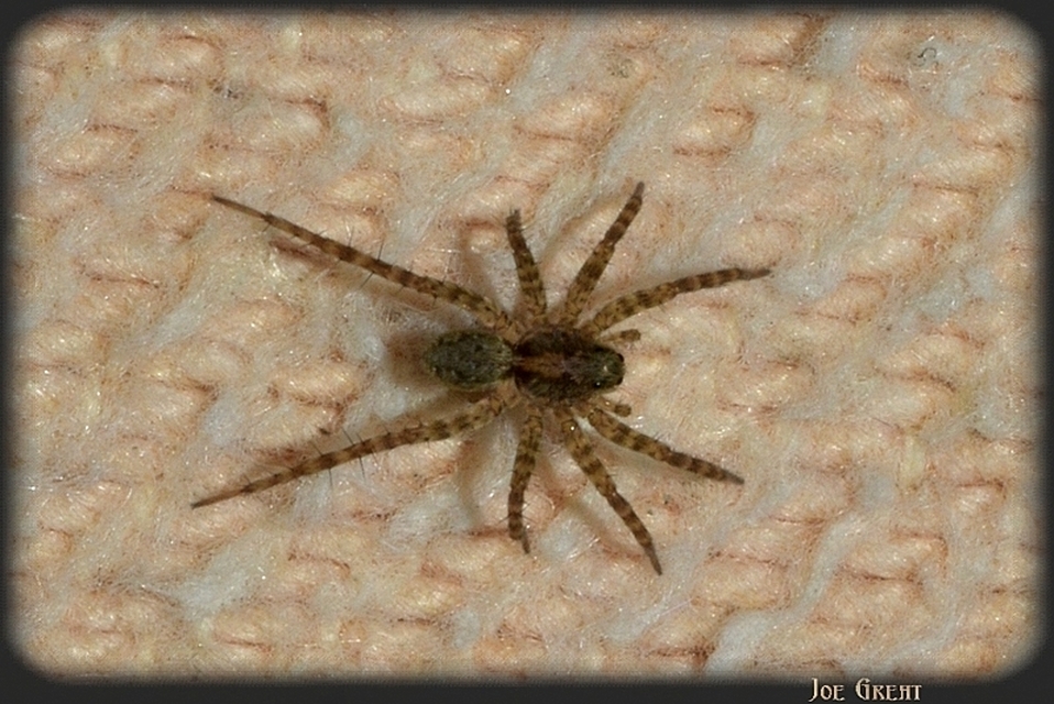 Araneae - Pókok