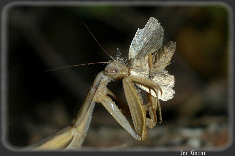 Mantis religiosa - imádkozósáska